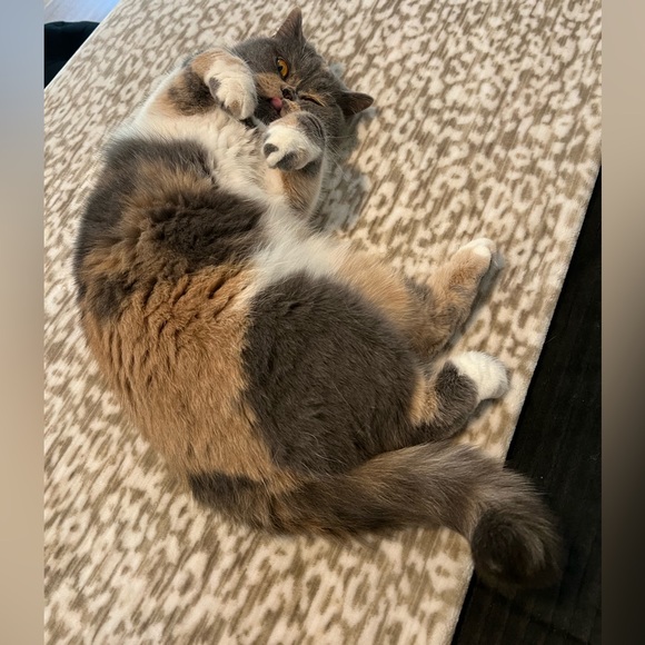 Welcome to my closet ♡ - Picture 16 of 16